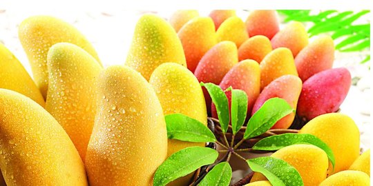 4 Manfaat Buah Mangga Bagi Kesehatan