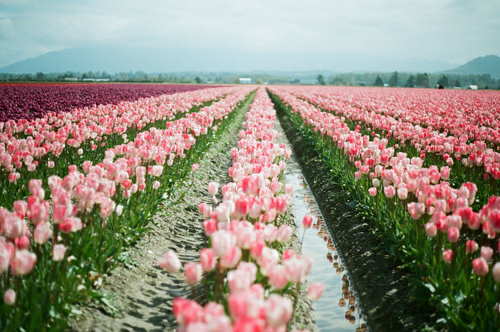 5 Ragam bunga yang cantik dan mudah untuk di Rawat